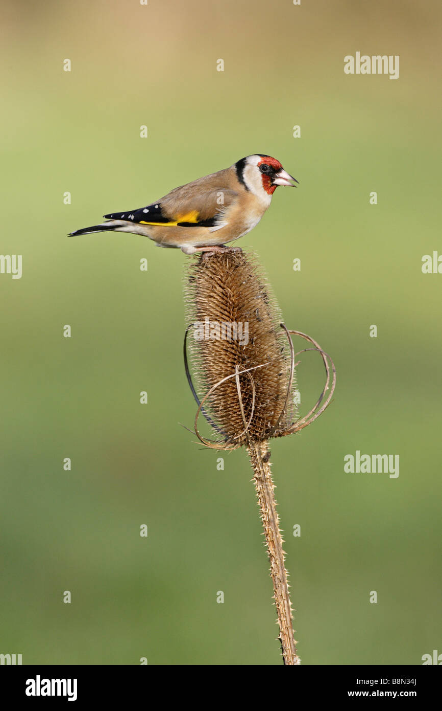 Eurpoean Cardellino su Teasel Foto Stock