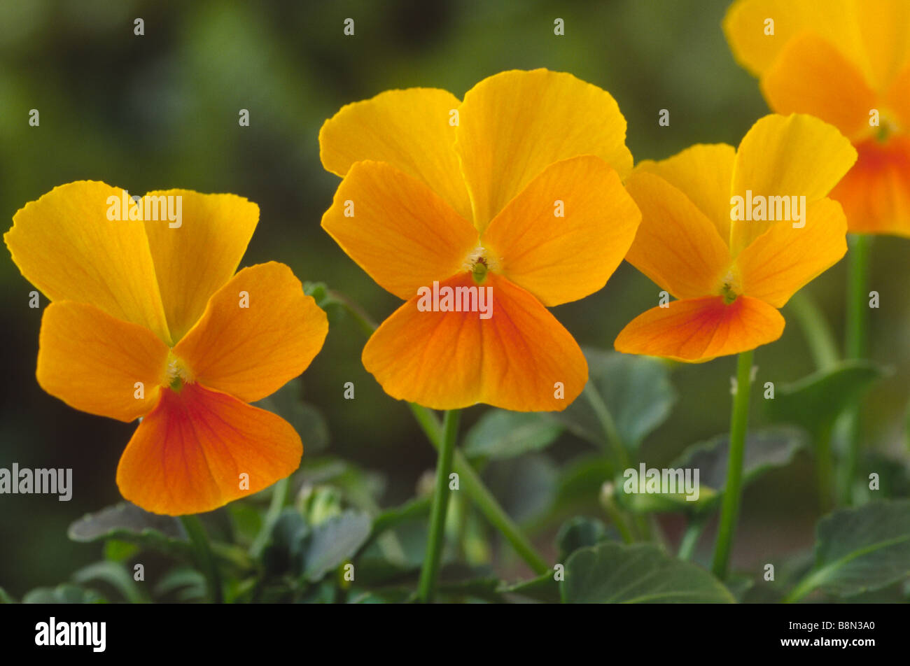 Viola "Friolina Cascadiz Orange' (finale pansy) Foto Stock