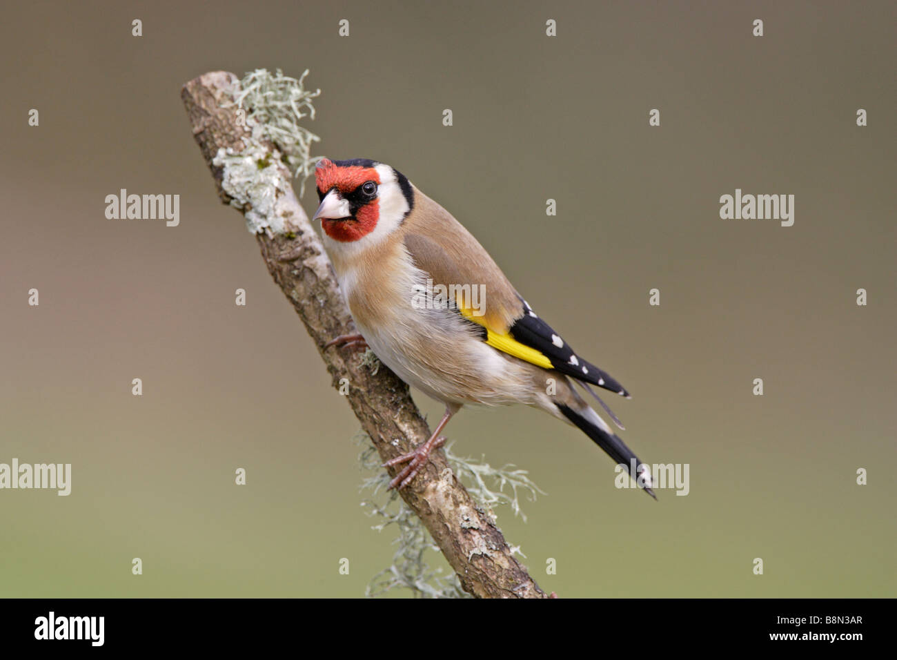 Cardellino su lichene ramo coperti Foto Stock