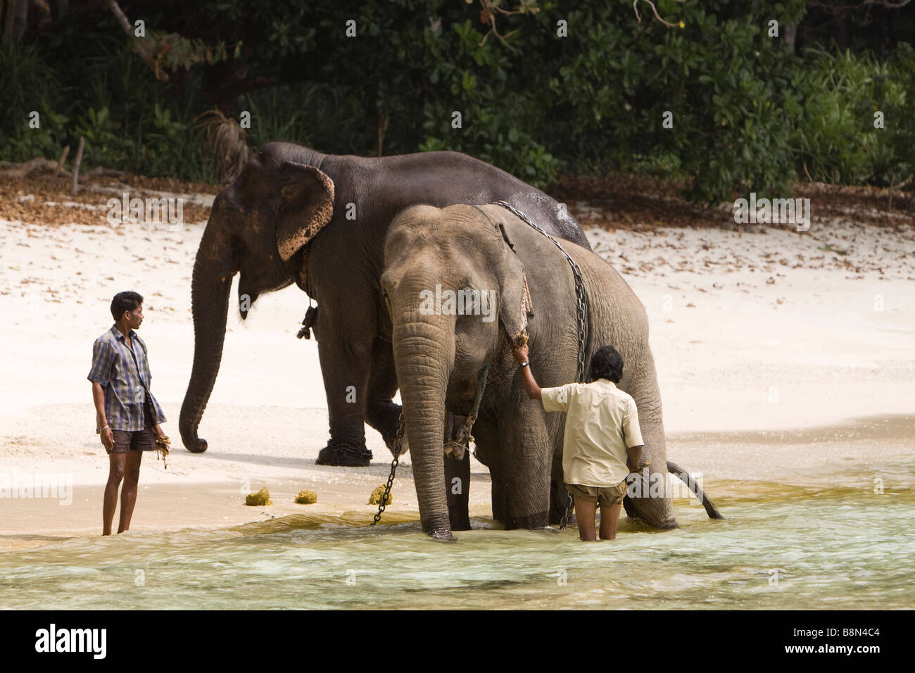 India Andamane e Nicobare Havelock island due mahouts elefante di lavaggio in mare Foto Stock