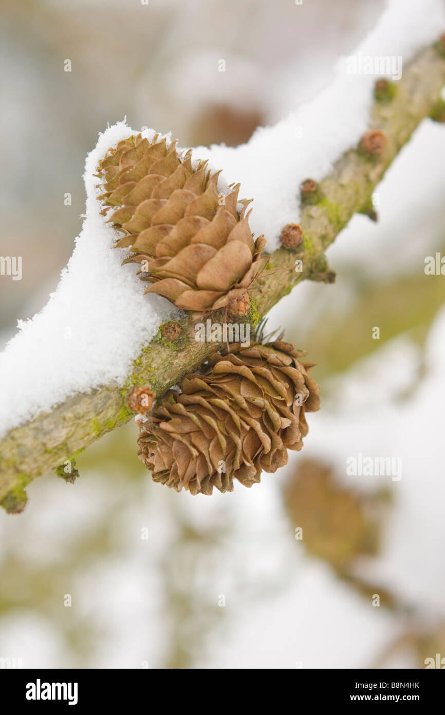 Pigne ricoperta di neve Foto Stock