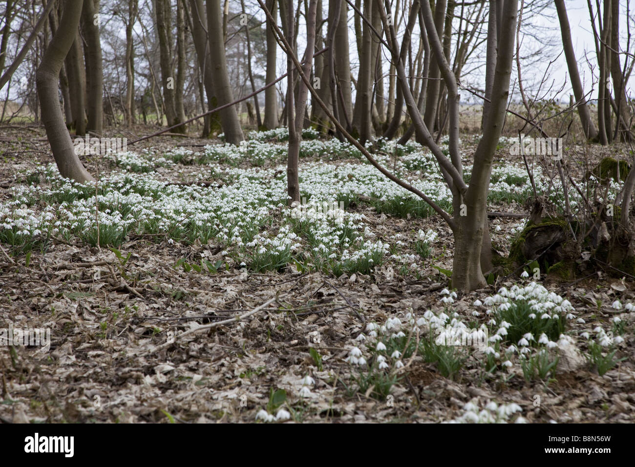 Snowdrops in un legno Foto Stock