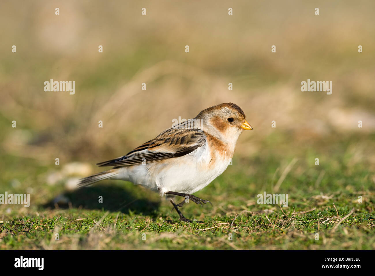 Snow Bunting Plectrophenax nivalis Salthouse Norfolk inverno Foto Stock