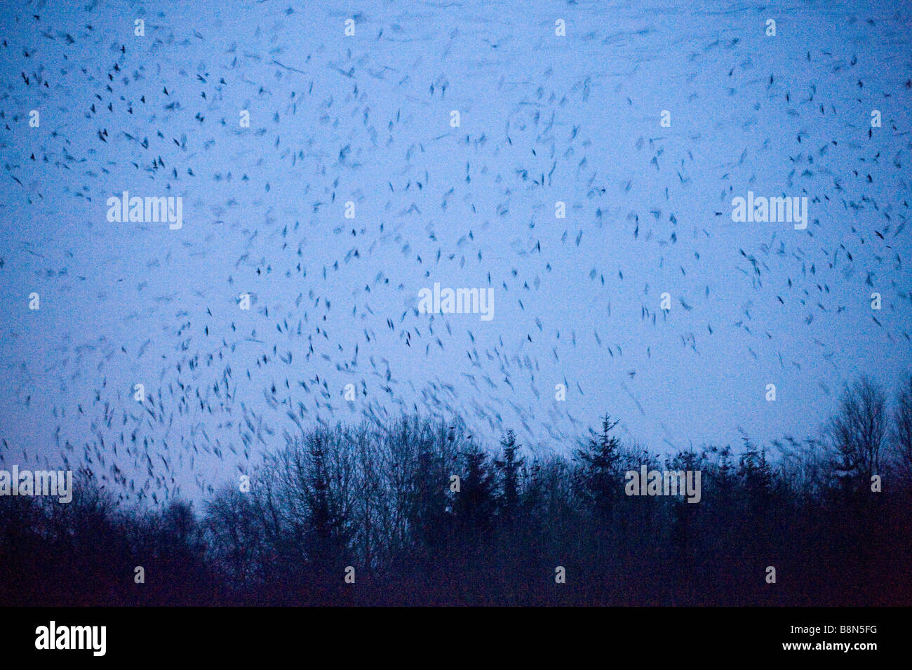 Rooks Corvus frugilegus arrivando a roost dopo il buio Buckenham Norfolk inverno Foto Stock