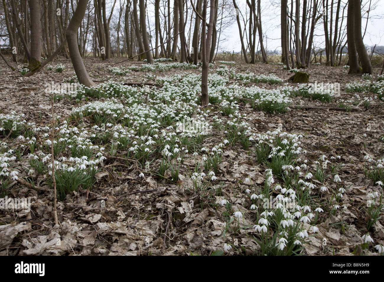 Snowdrops in un legno Foto Stock