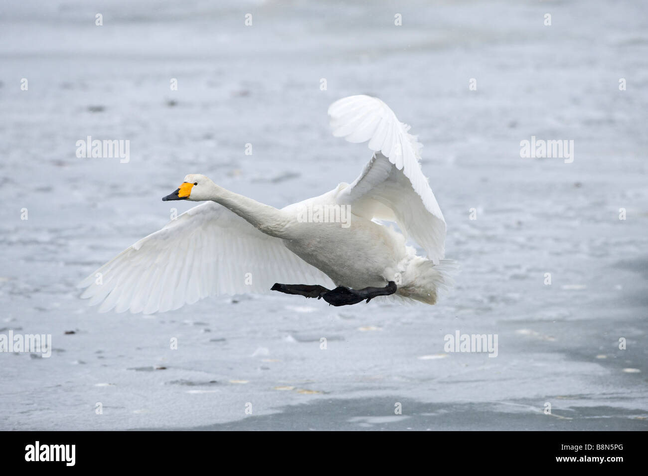 Whooper Swan Cygnus cygnus Hokkaido in Giappone Foto Stock