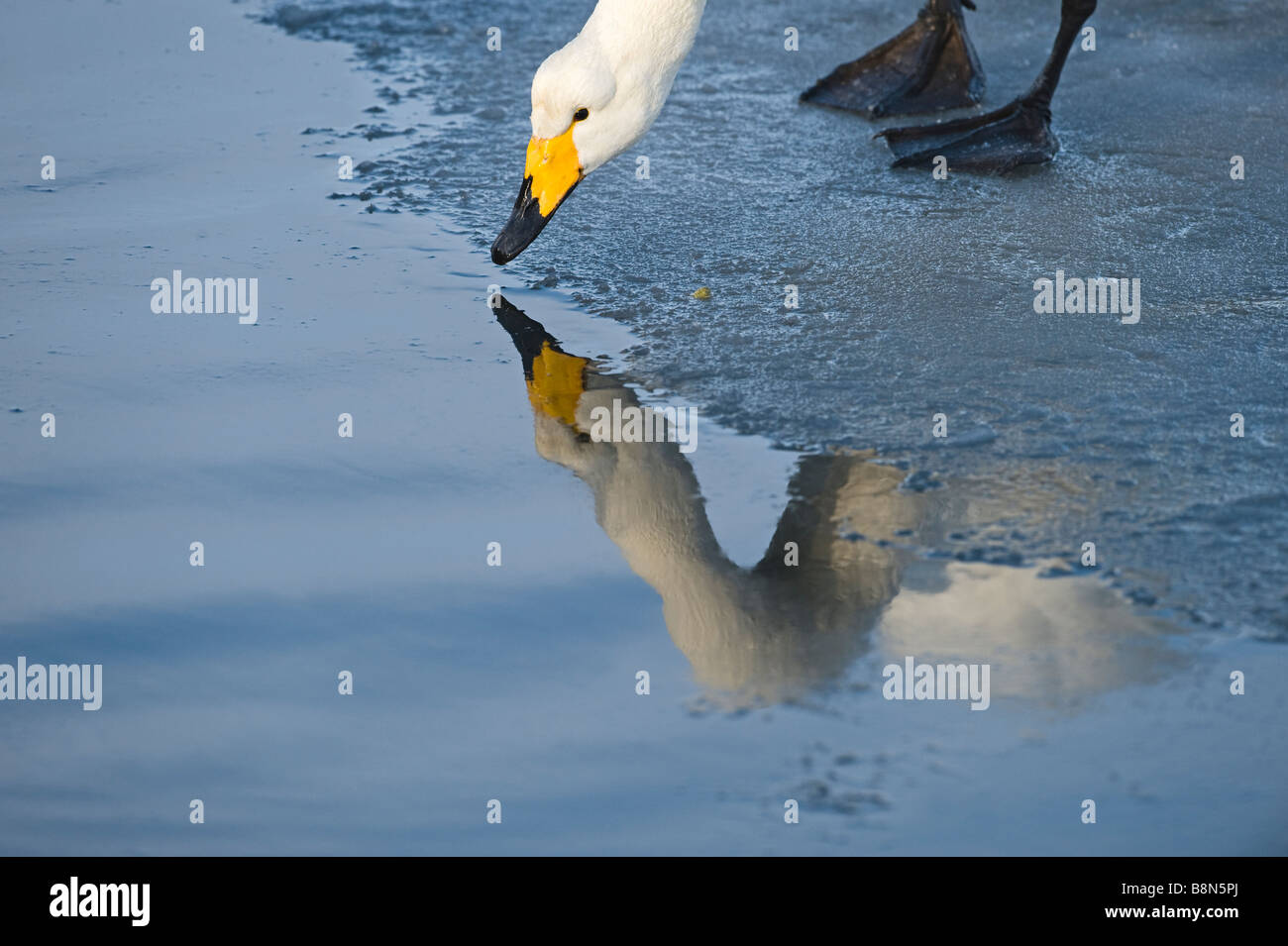 Whooper Swan Cygnus cygnus Hokkaido in Giappone Foto Stock