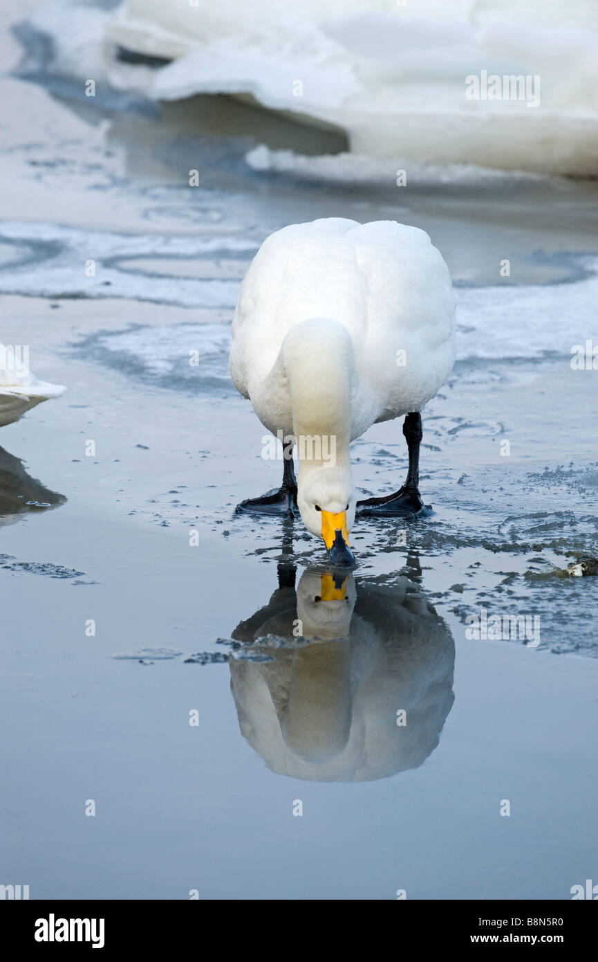 Whooper Swan Cygnus cygnus Hokkaido in Giappone Foto Stock