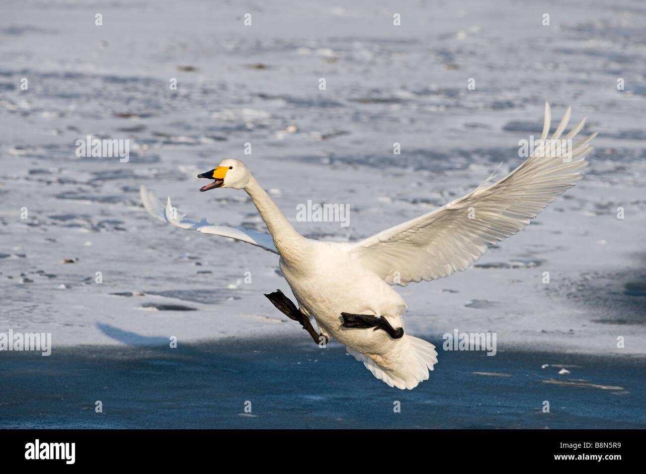 Whooper Swan Cygnus cygnus Hokkaido in Giappone Foto Stock
