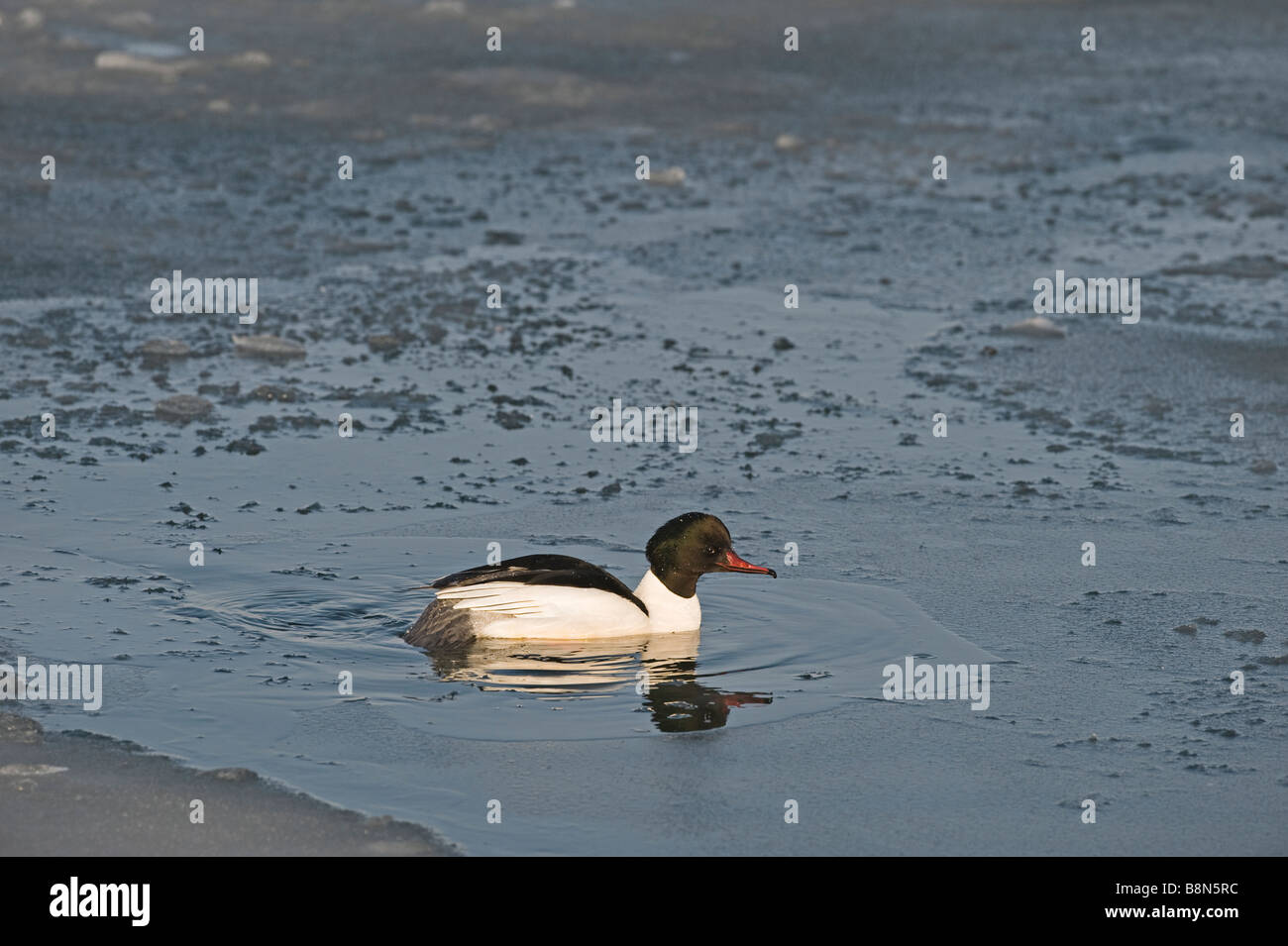 Smergo maggiore Mergus merganser maschio di Hokkaido in Giappone inverno Foto Stock