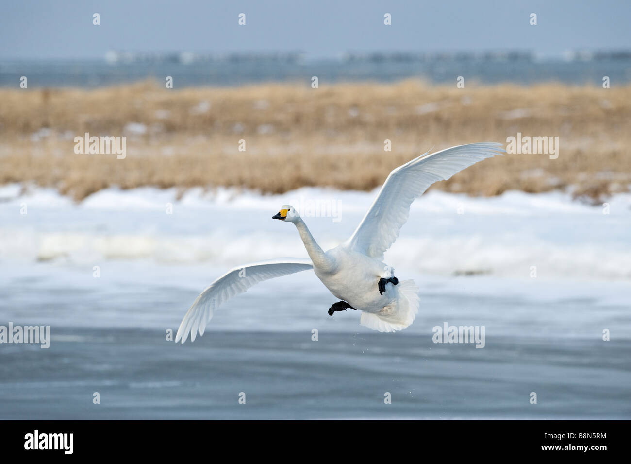 Whooper Swan Cygnus cygnus Hokkaido in Giappone Foto Stock