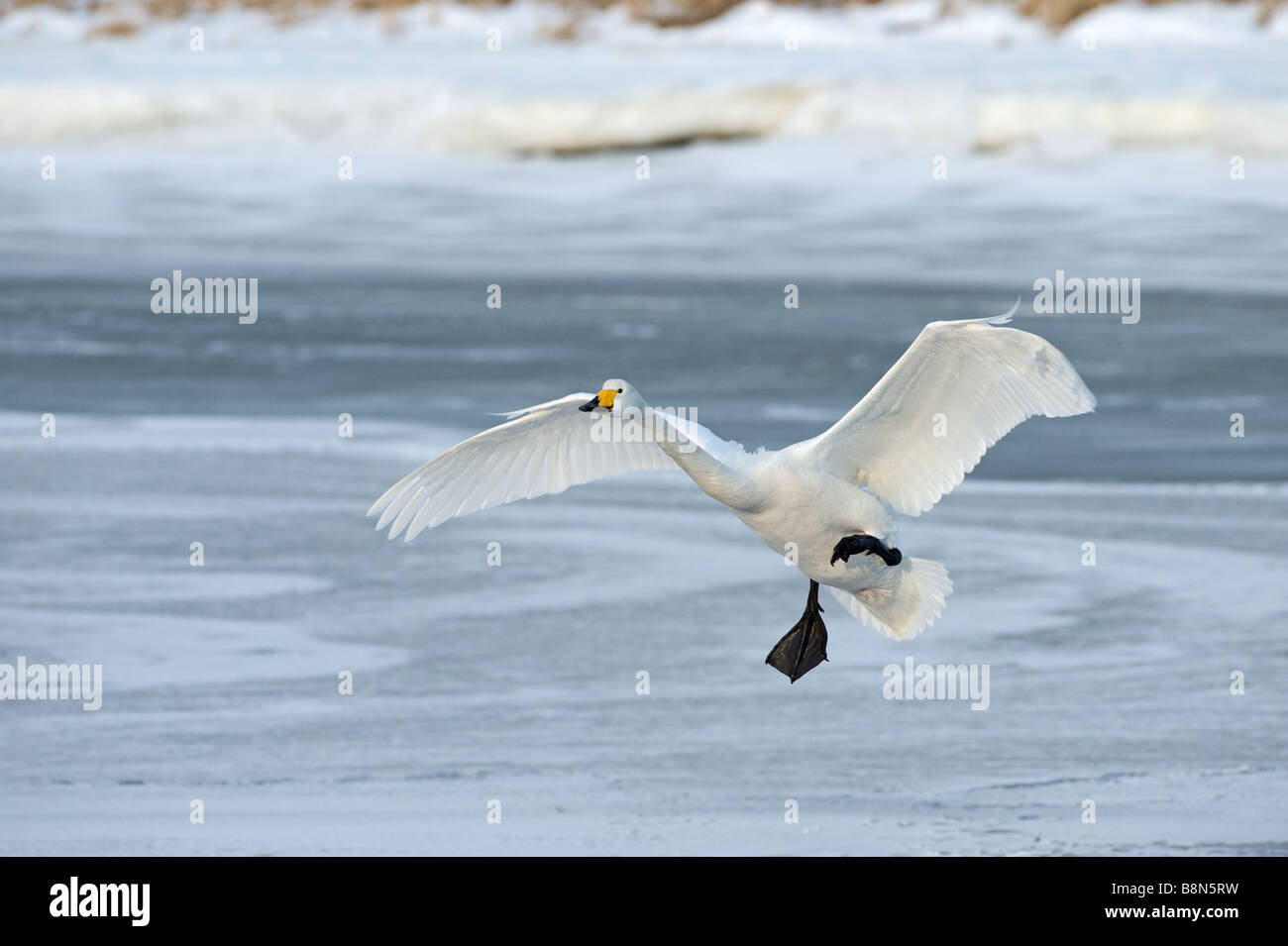 Whooper Swan Cygnus cygnus Hokkaido in Giappone Foto Stock