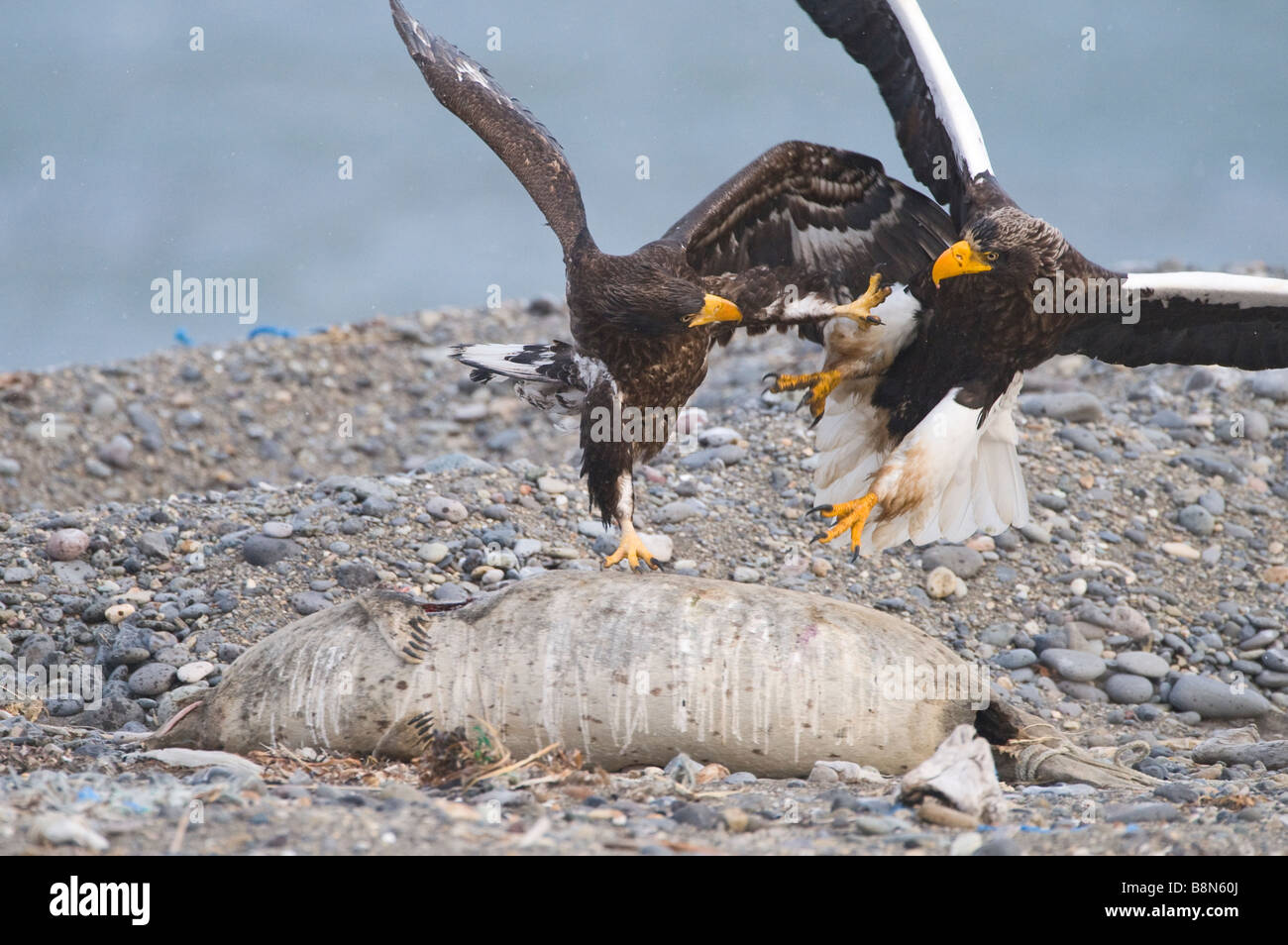 Steller s aquile Haliaeetus pelagicus adulto e immaturi stanno lottando per la carcassa penisola di Shiretoko Hokkaido in Giappone Febbraio Foto Stock