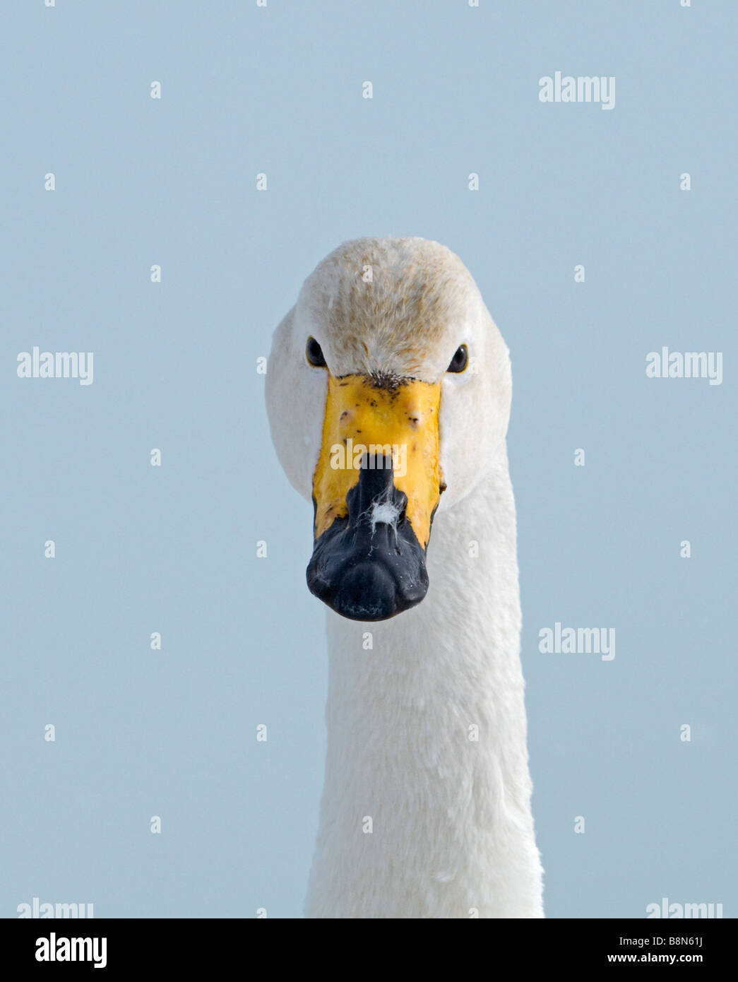 Whooper Swan Cygnus cygnus Hokkaido in Giappone Foto Stock