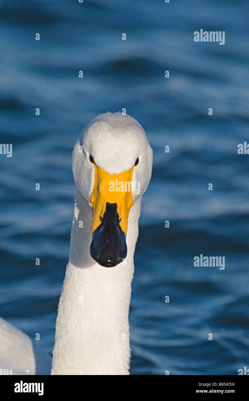 Whooper Swan Cygnus cygnus Hokkaido in Giappone inverno Foto Stock