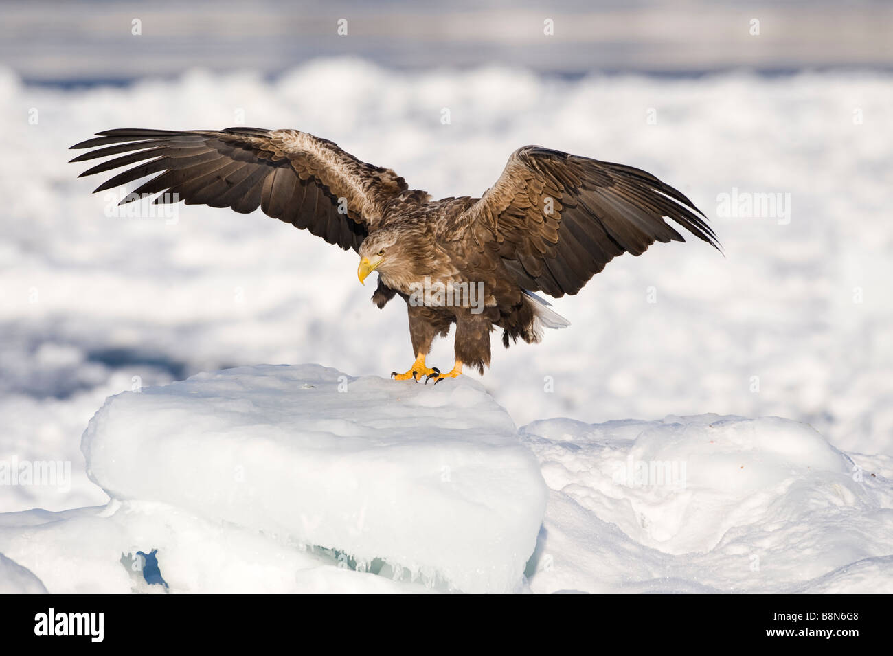 White-tailed Eagle (Sea Eagle) Haliaeetus albicilla Hokkaido in Giappone inverno Foto Stock