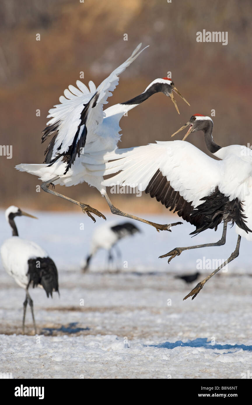 Rosso giapponese coronata gru Grus japonensis combattimenti Hokkaido in Giappone Febbraio Foto Stock