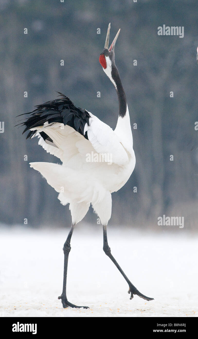 Rosso giapponese Crowned Crane Grus japonensis Akan Hokkaido in Giappone inverno Foto Stock