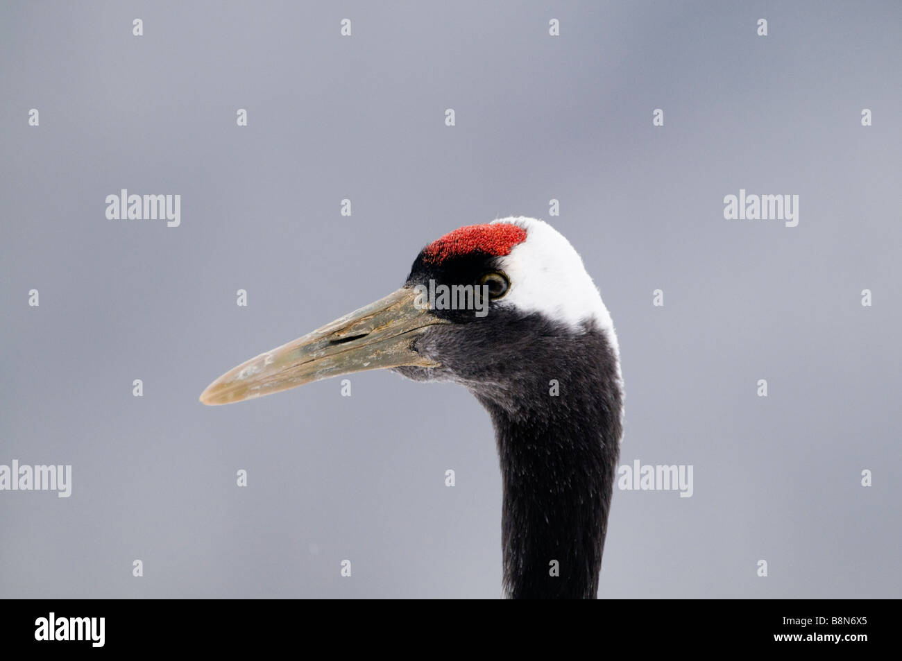 Rosso giapponese Crowned Crane Grus japonensis Akan Hokkaido in Giappone inverno Foto Stock