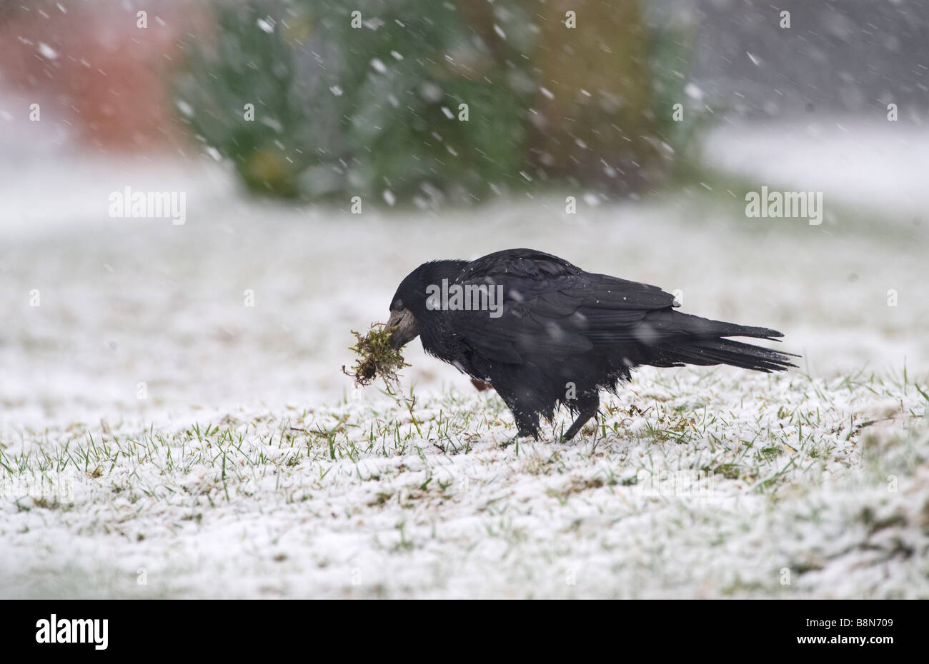 Rook Corvus frugilegus nido di raccolta materiale in blizzard Norfolk inverno Foto Stock