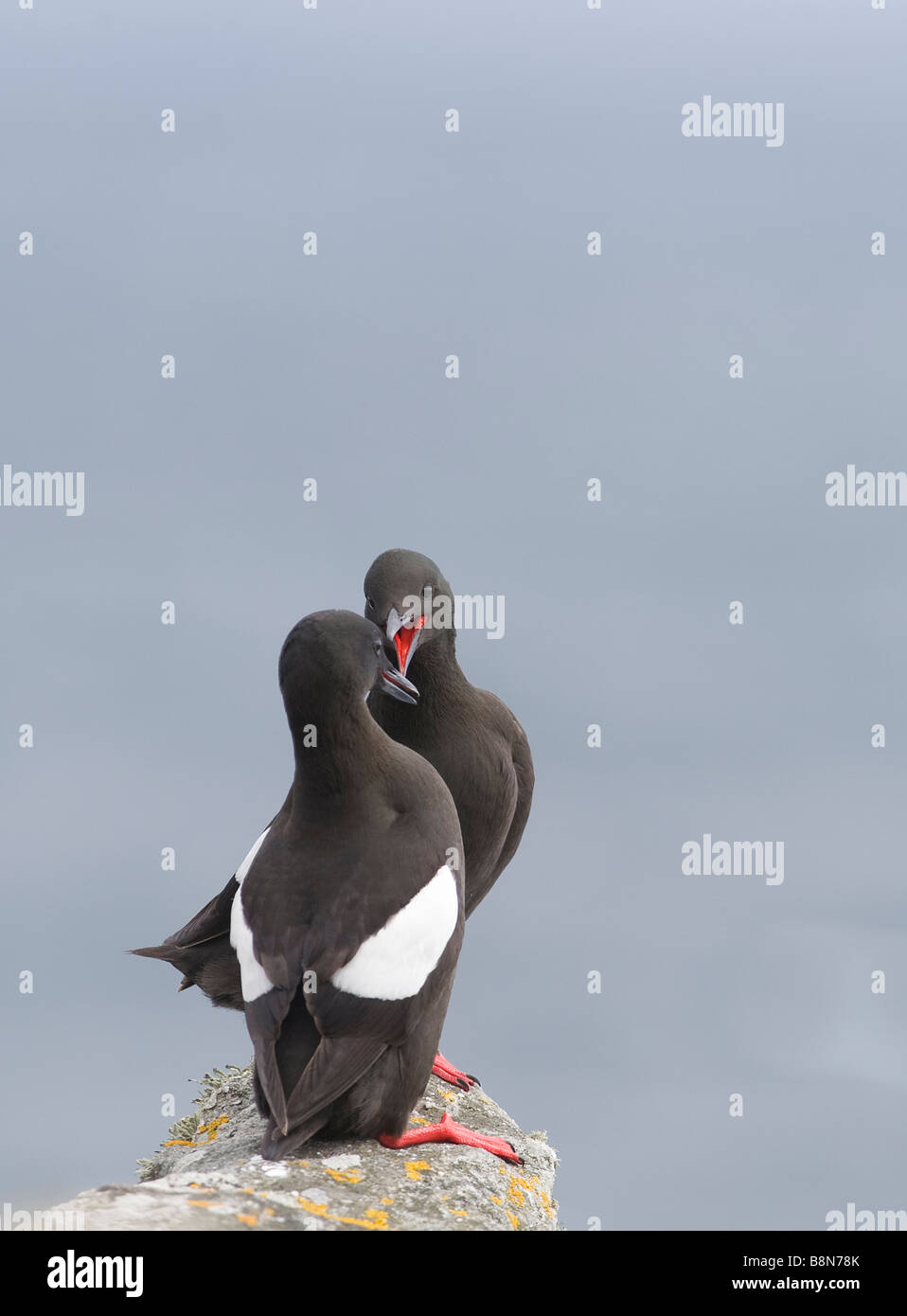 Black Guillemot Cepphus grylle coppia Mousa Shetland Giugno Foto Stock