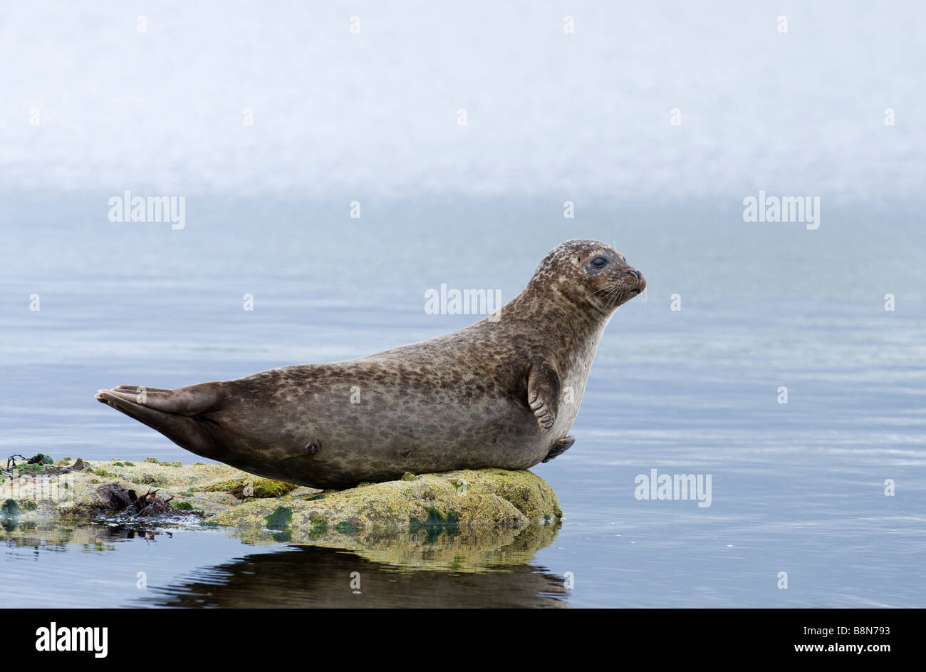 Guarnizione comune Phoca vitulina Lerwick Shetland Giugno Foto Stock