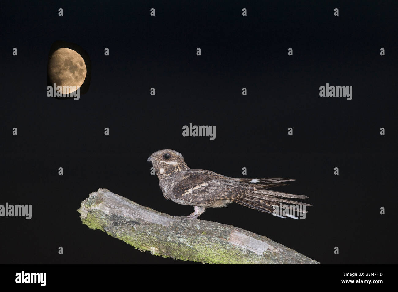 Nightjar Caprimulgus europaeus Norfolk luglio luna composito aggiunto Foto Stock