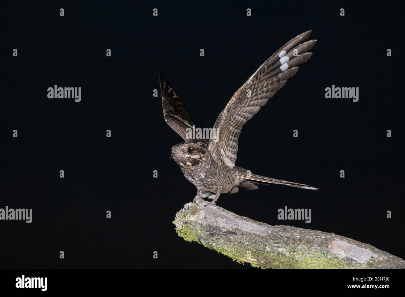 Nightjar Caprimulgus europaeus Norfolk Luglio Foto Stock