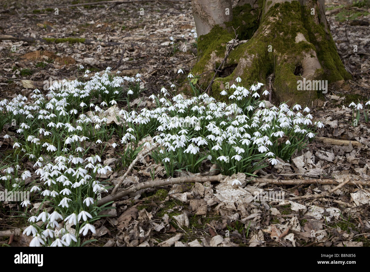 Perdere up shot di comune bucaneve in legno su una mattina di primavera. Foto Stock