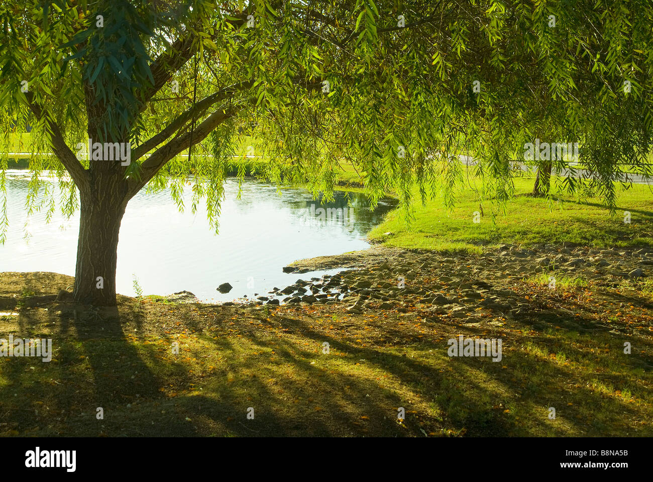 Un albero a lago con la mattina presto le ombre Foto Stock