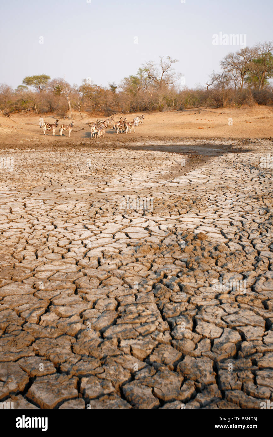 Una mandria di Burchells zebra appendere intorno ai resti di essiccazione di un fiume in attesa per un drink Foto Stock