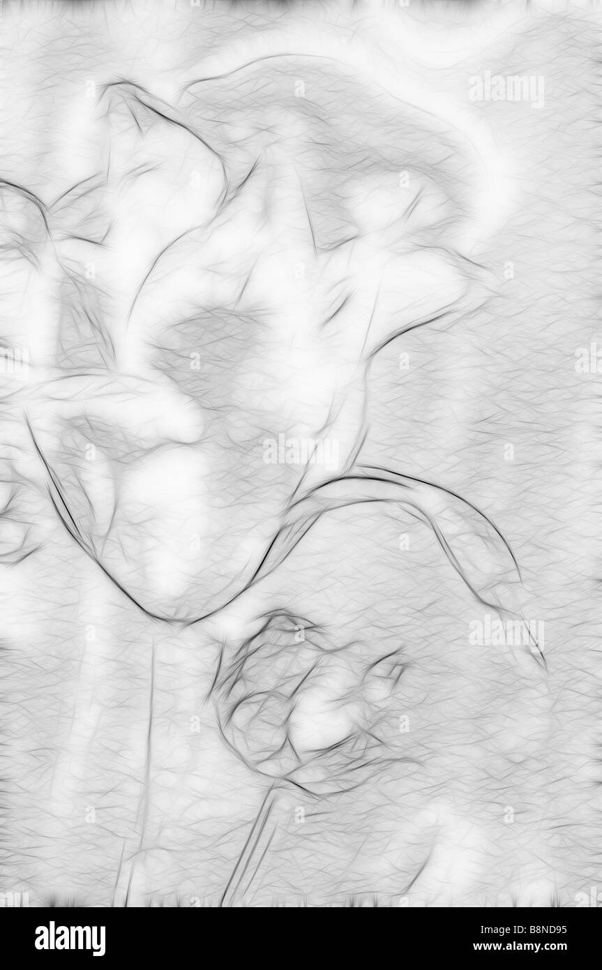 Schizzo di due Tulip fiori. Maggiore bloom protettivo si estende il suo petalo sopra un piccolo uno Foto Stock