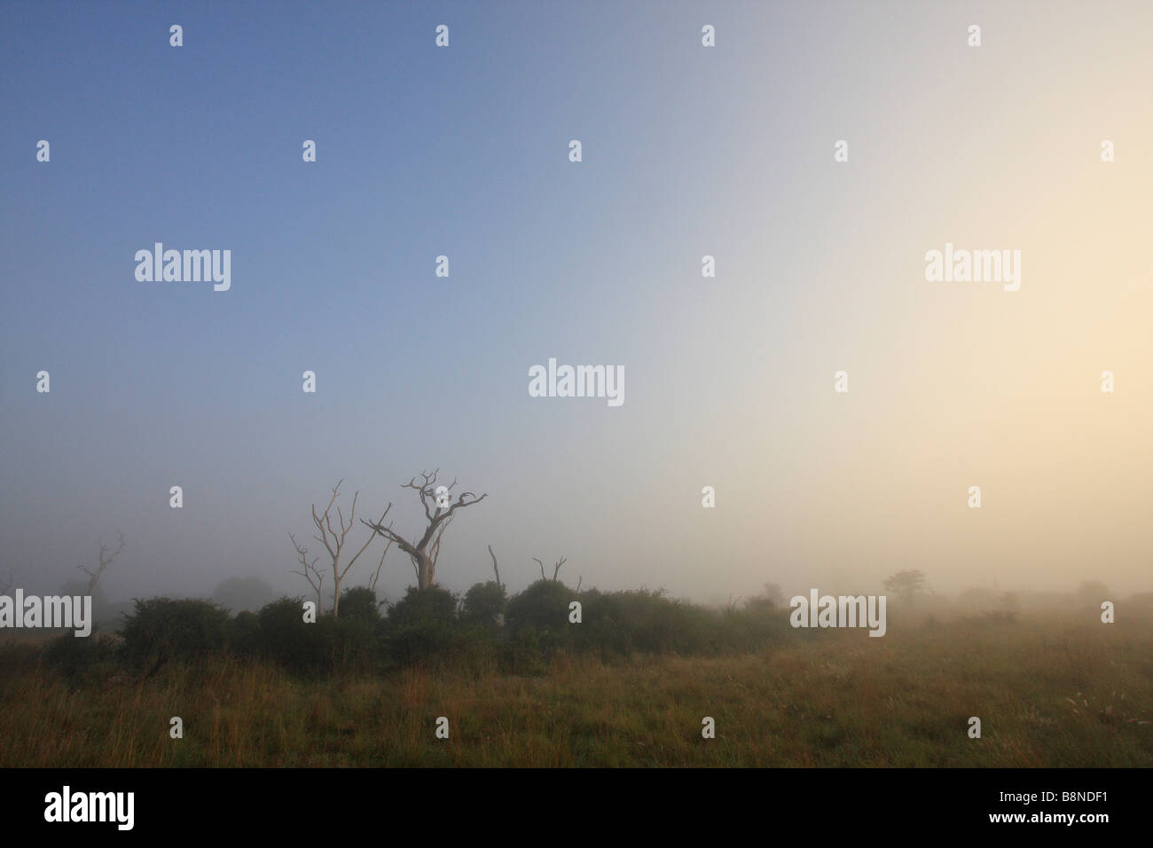 Foschia mattutina su Tembe elephant park Foto Stock