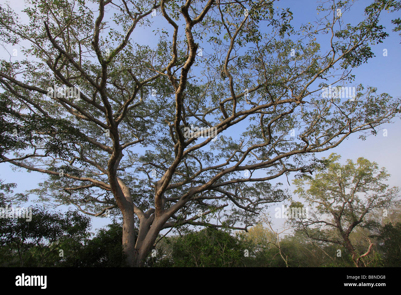 Pod albero di mogano (Afzelia quanzensis) - un legno duro indigeno raccolte per il suo impiego nella fabbricazione di mobili Foto Stock