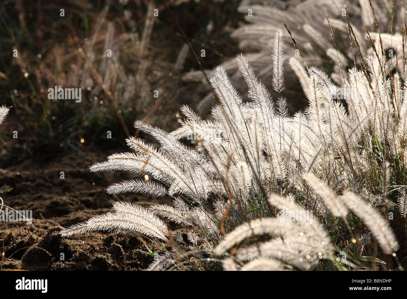 Veldgrass (Perotus patens) seedheads coperto di rugiada illuminate in Early Morning Light Foto Stock