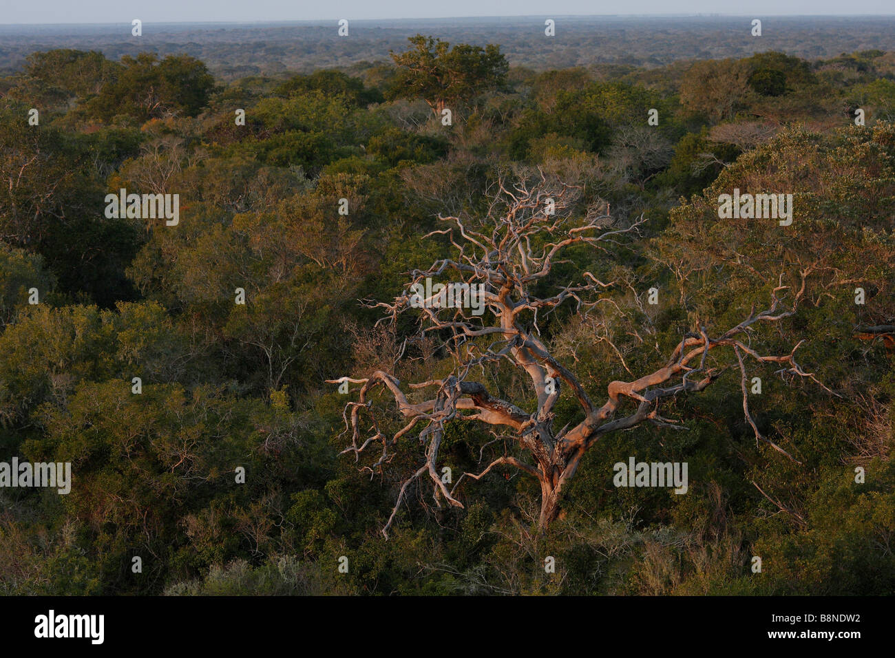 Sabbia Maputaland foresta con una solitaria albero morto emergente al di sopra del tettuccio Foto Stock