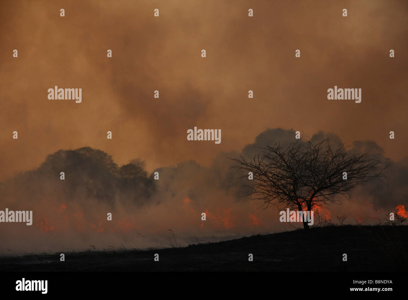 Le dense nubi di fumo grigio durante infuriano veld fire in Tembe Elephant Park Foto Stock