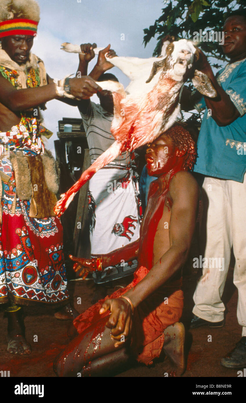 La capra è sacrificato da una sangoma (guaritore tradizionale) e un inginocchiarsi avviare beve il sangue fresco dall'animale di spurgo Foto Stock