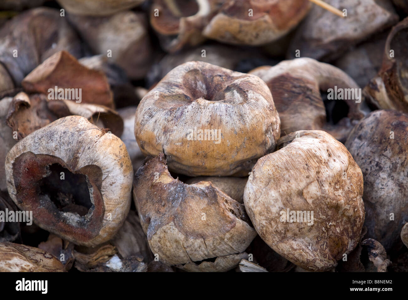 Immagine ravvicinata di un mucchio di gusci di noce di cocco Foto Stock