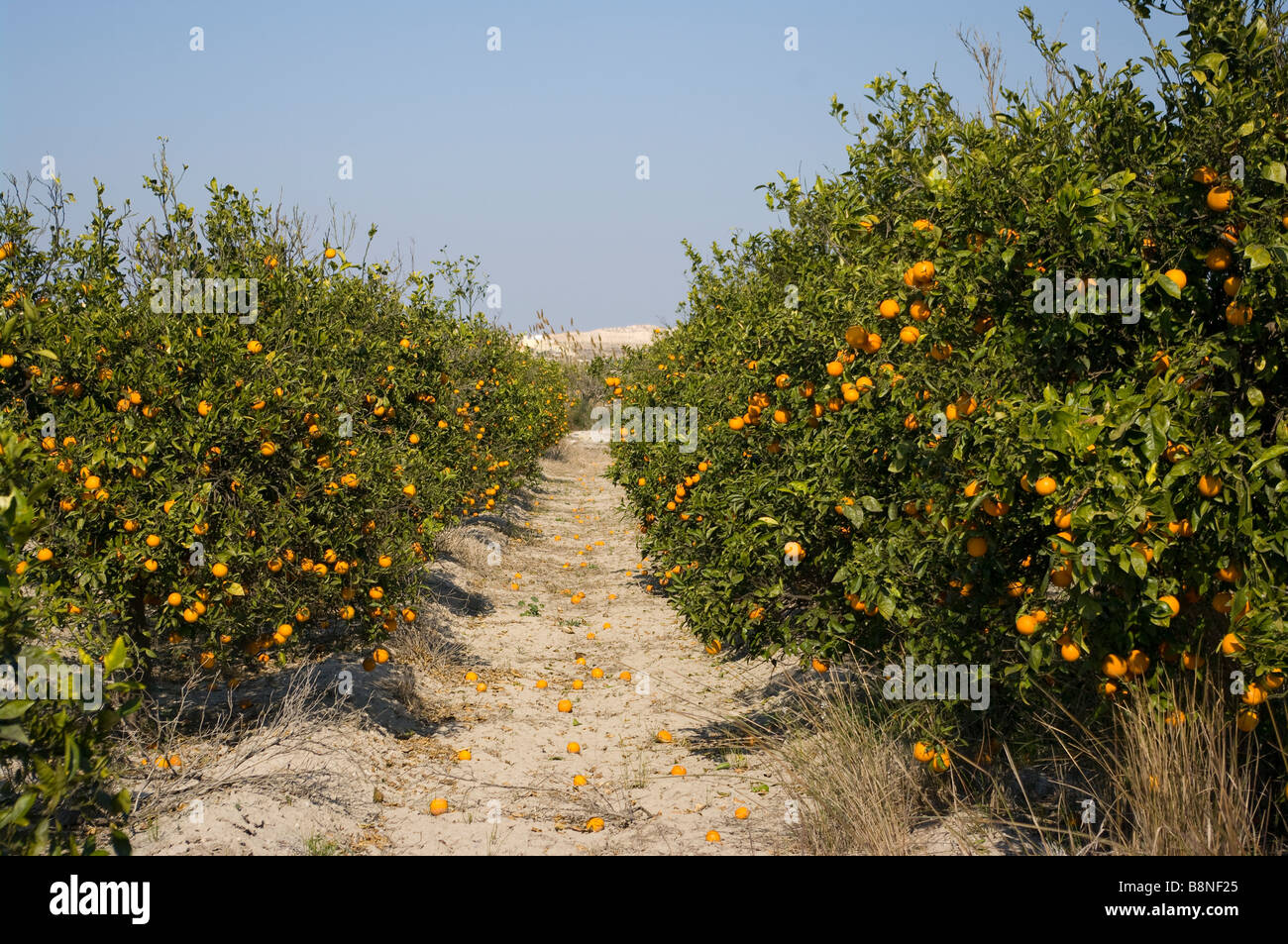 Arance spagnolo Aranceti alberi da frutto in Spagna Foto Stock