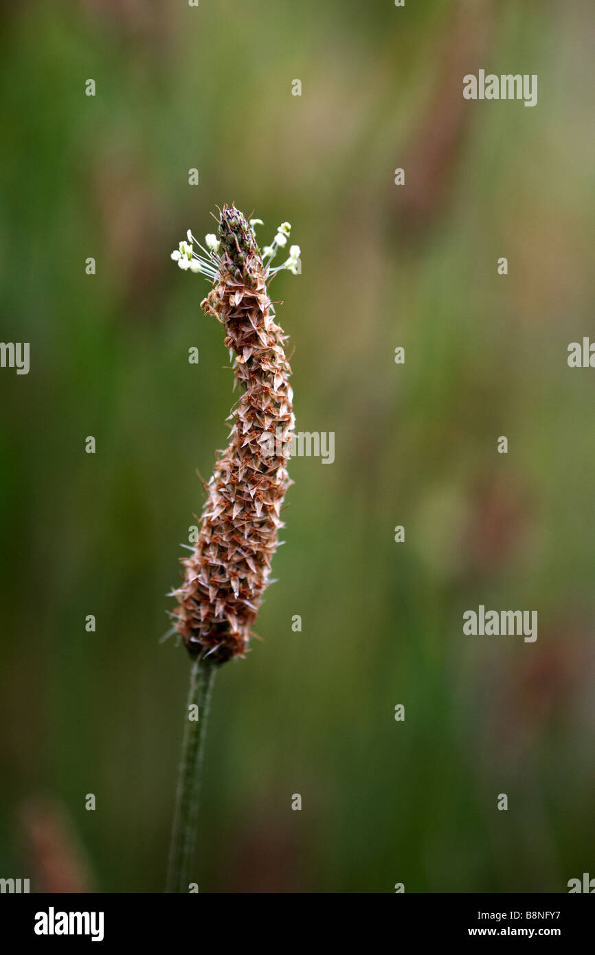 Ribwort piantaggine, planzago lanceolata, in estate presso Dorset Foto Stock