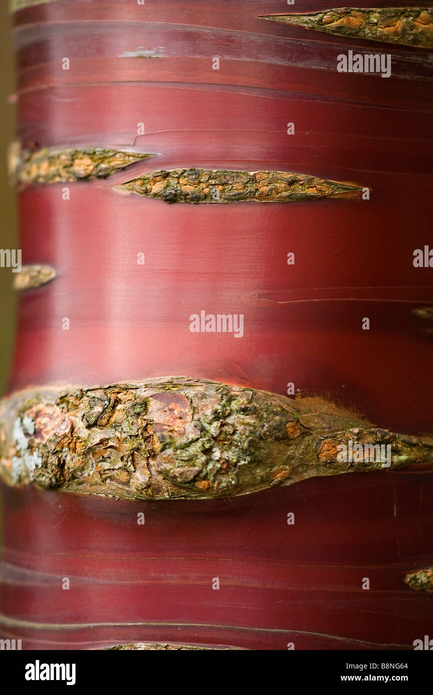 Corteccia di il Tibetano ciliegio (Prunus serrula) Foto Stock