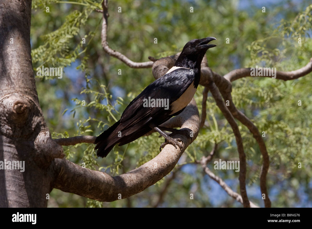 Pied Crow a Berenty Madagascar il corvo solo delle specie che si trovano in Madagascar Foto Stock