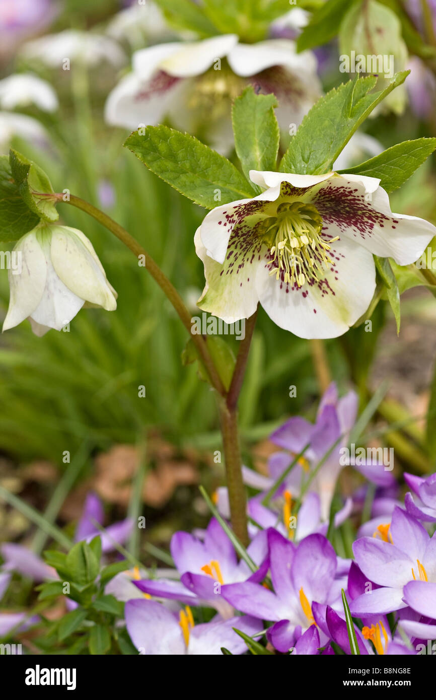 Bianco Hellebore (Helleborus orientalis) fiori in fiore con Early Crockuses piantati sotto in primavera, UK Foto Stock