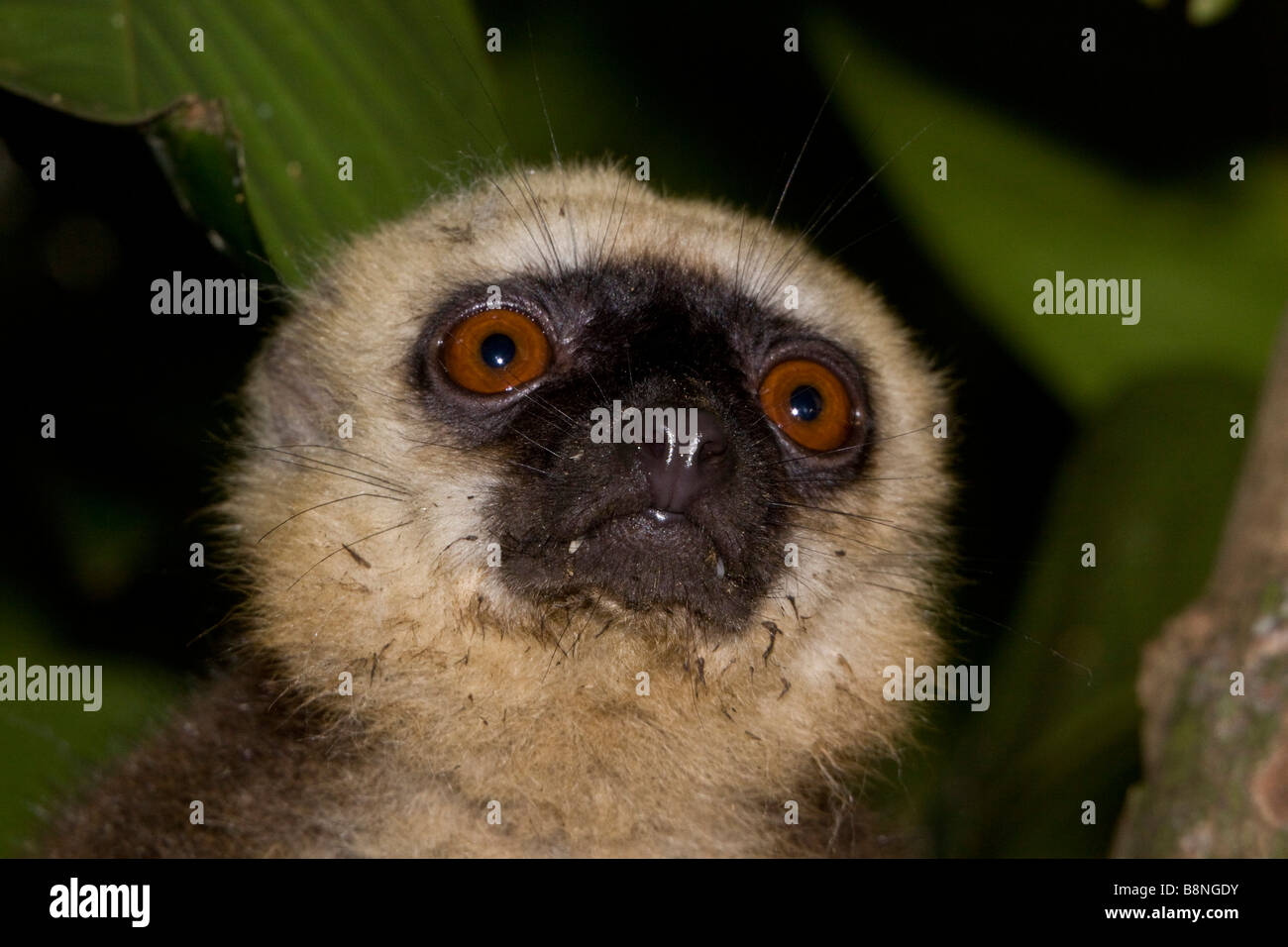 Maschio bianco fronteggiata lemure marrone a Nosy Mangabe Madagascar Foto Stock