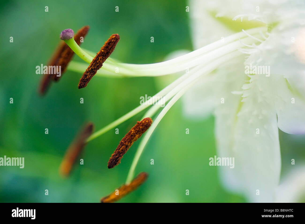 White Oriental Lily Close-up, sfondo verde Foto Stock