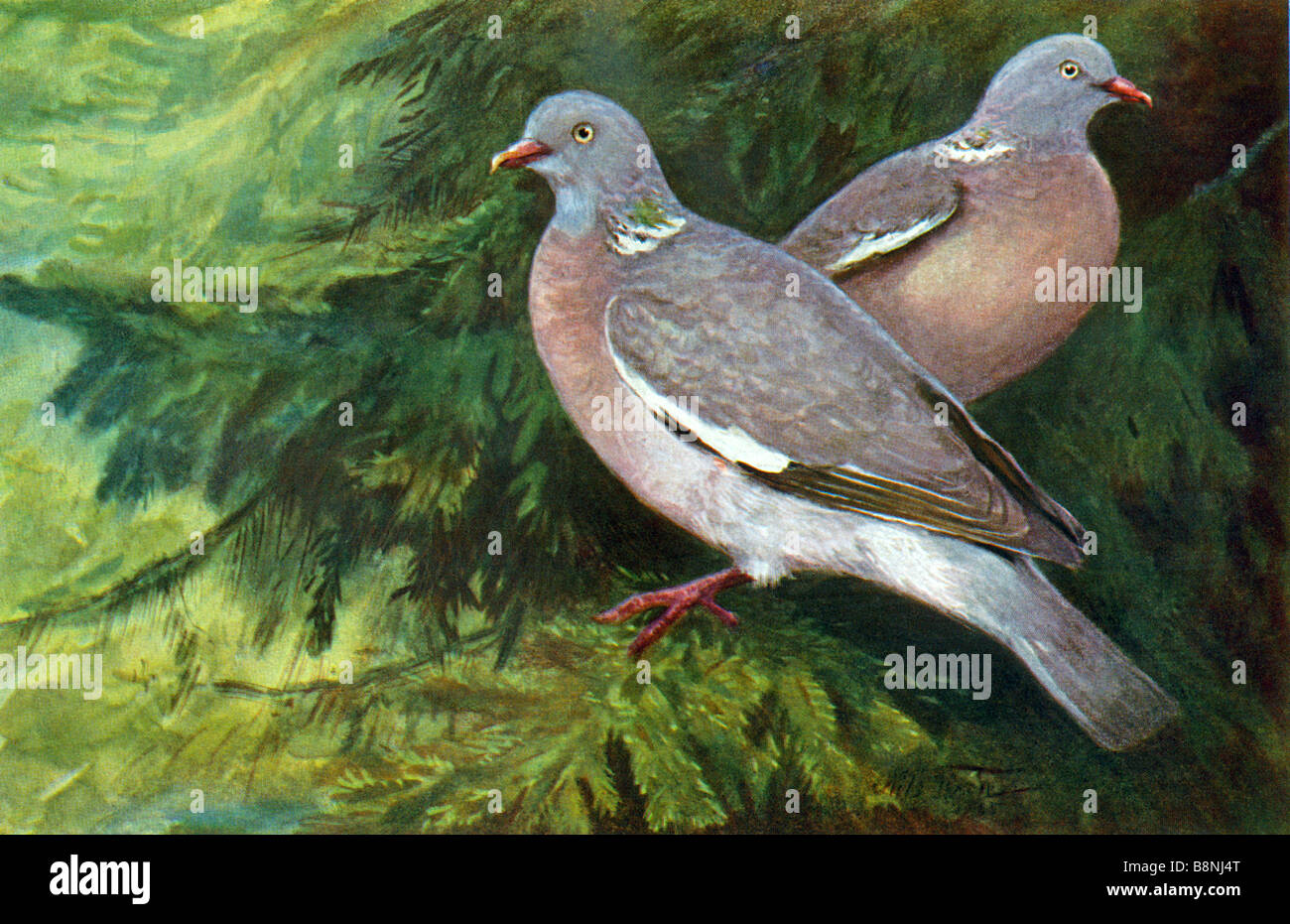 Wood-Pigeon (Columba palumbus) Foto Stock