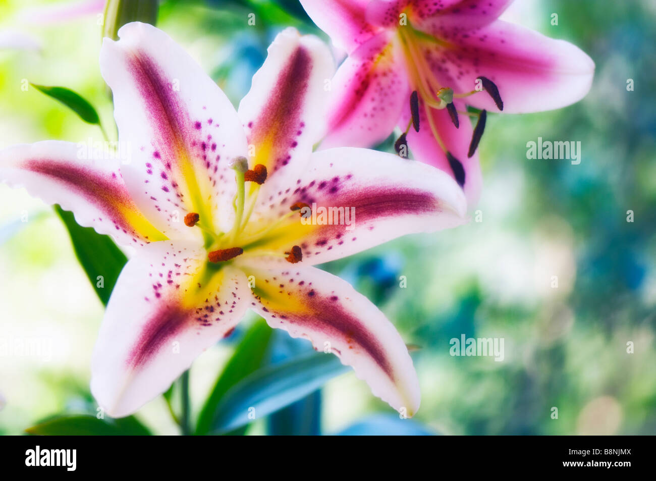 Diversi Oriental Lily fiori in fiore nel giardino estivo Foto Stock