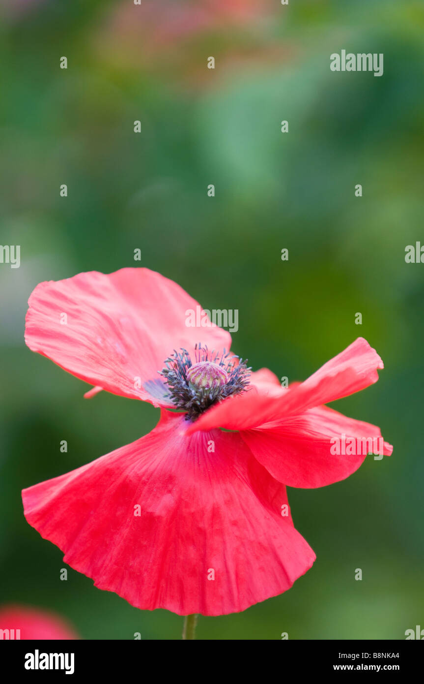 Immagine estiva della fioritura del papavero rosso fiore Foto Stock