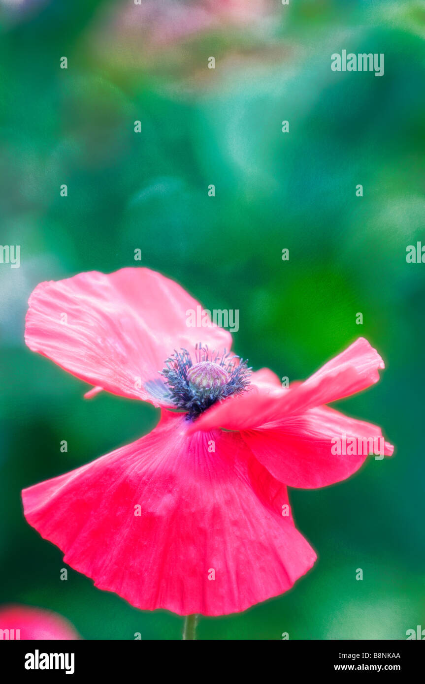 Immagine estiva della fioritura del fiore di papavero Foto Stock